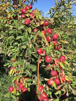 Loaded with picture perfect apples