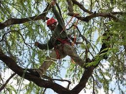 A Cut Above Total Tree Care