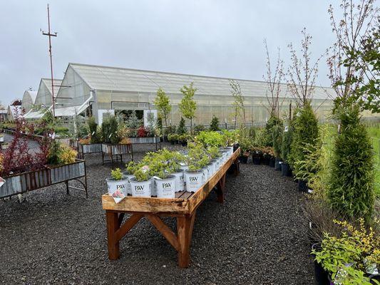 Perennials and trees, entrance to the greenhouses