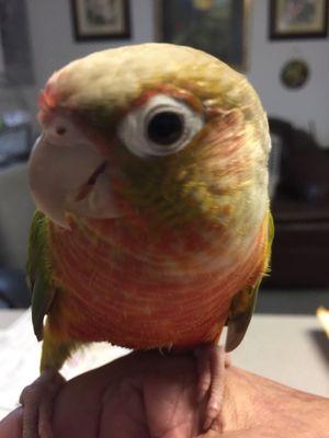 Green cheek conure