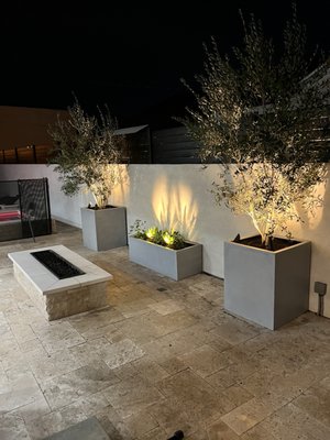 Backyard trees and planters