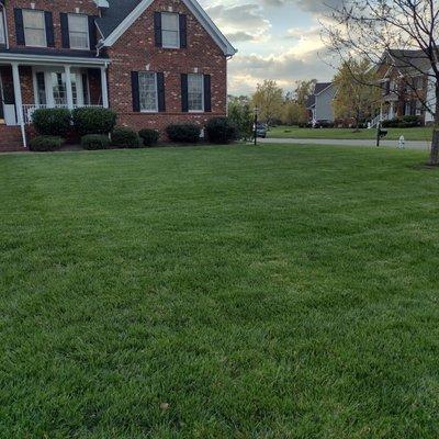 This is one of the yards that I most proud of very beautiful neighborhood and I gave them a very beautiful cut and treatment of their yard