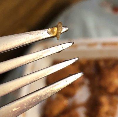 A larvae found in the cashew chicken