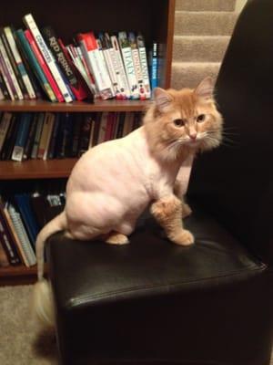 Garfield after his lion cut