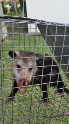 One of four opossums removed from somebody's attic