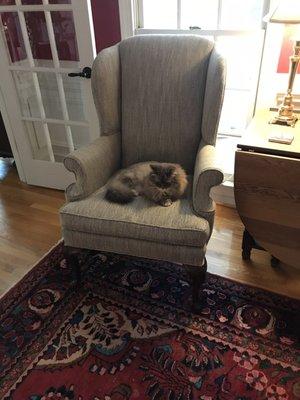 Antique wingback, favorite of the cat...