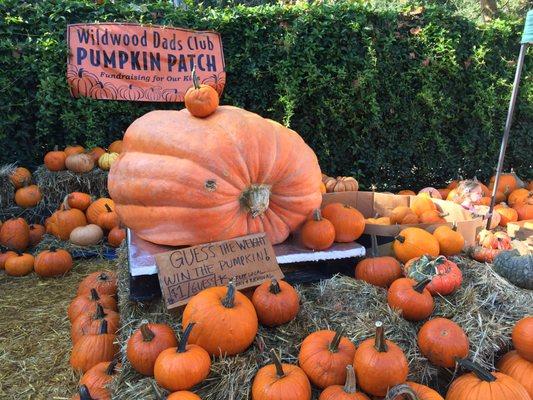 Wildwood Elementary Dad's Club Pumpkin Patch