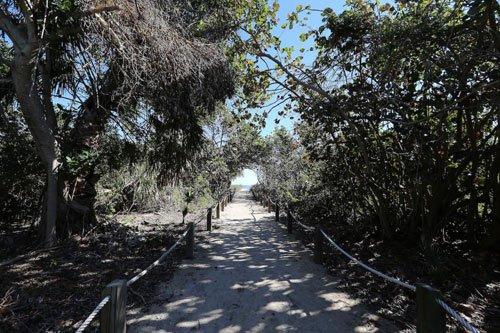 Old Florida Trees