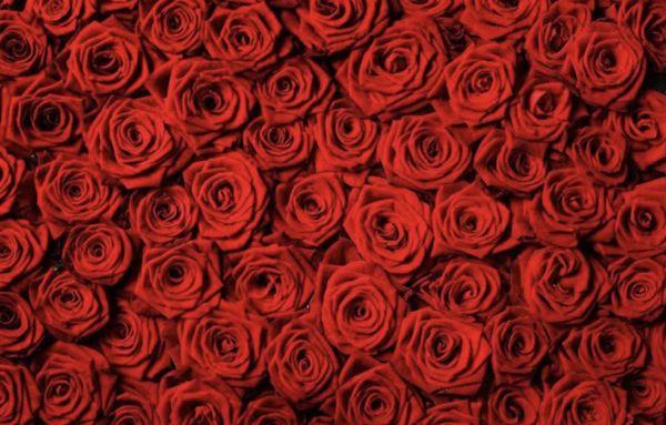 Red rose backdrop available for sessions. Great for couples, Valentine's Day or general portraits.