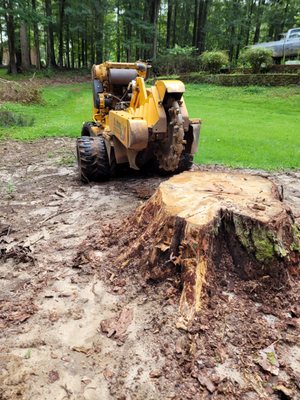 Stump Rescue LLC in Senoia grinding a big stump