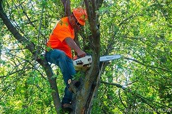 Scottsdale & Phoenix Tree Trimming, Tree Pruning, Palm Tree Removal, Stump Removal & Landscaping