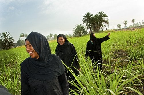 Egyptian women coming out of the reeds to a celebration just like the people of Egypt are coming into their own, Luxor, Egypt