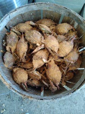 BLUE CRABS STEAMED TO ORDER