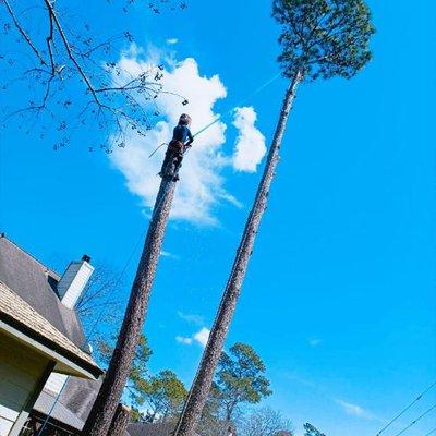 Angel Martinez Tree Services