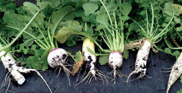 Cover Crops: Turnip & Radish