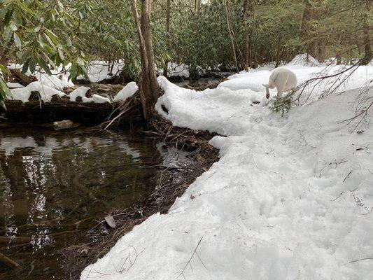 Lucy staying far away from water!  Another creek