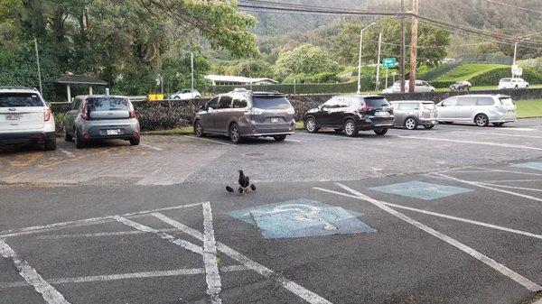 Parking lot... with migrating chickens