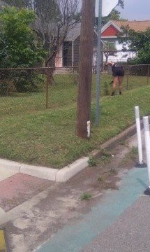 Removing network of vines on gate.