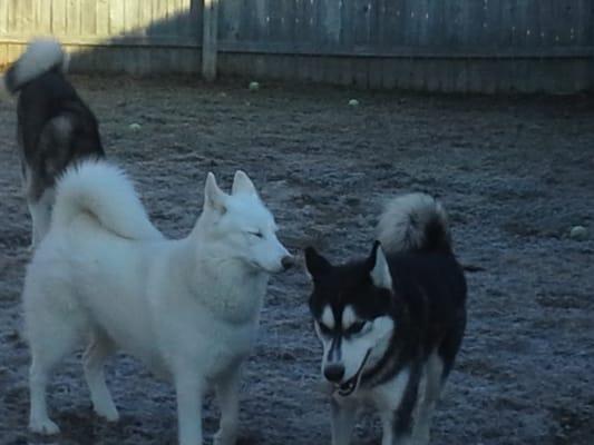 Doggy playcare dogs having fun in our spacious outdoor play yard