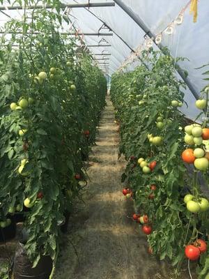 Tomatoes in the greenhouse