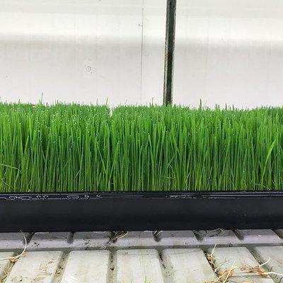 Our organic wheatgrass is grown indoors all year round