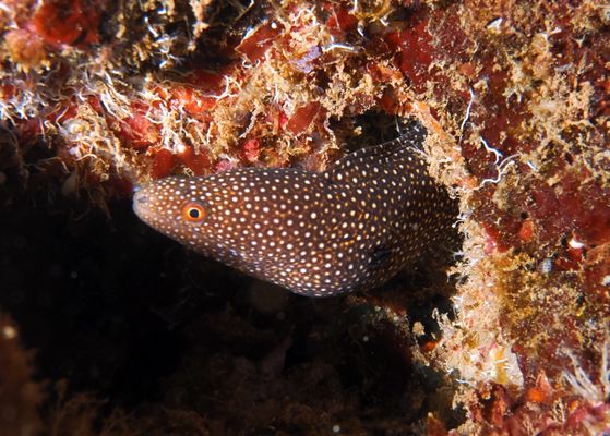 white mouth moray