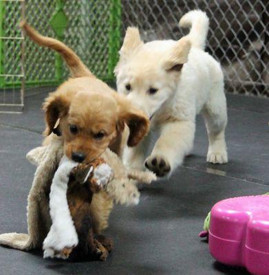 Playtime and socialization are essential components of our puppy programs