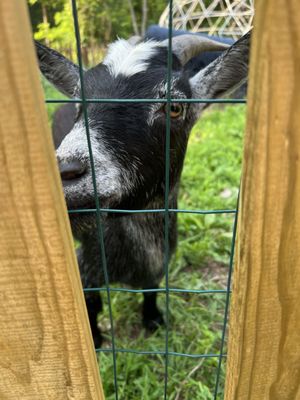 Cute goat 2