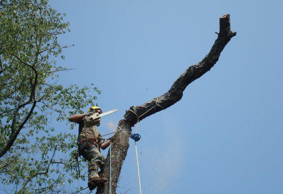 Prescott Tree Service