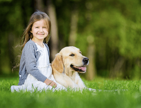 dog fence