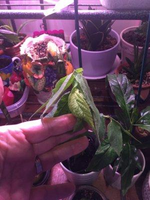 Drying plants