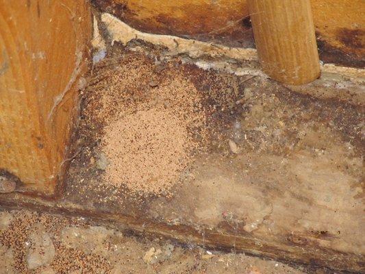 Drywood Termite Droppings