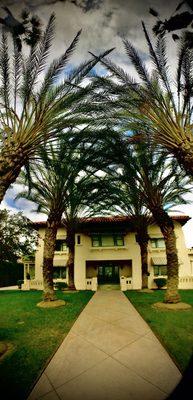 palm trees over the sidewalk