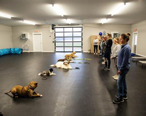 Group class Canine Good Citizen training.