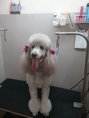 Dog Gone Cute Grooming