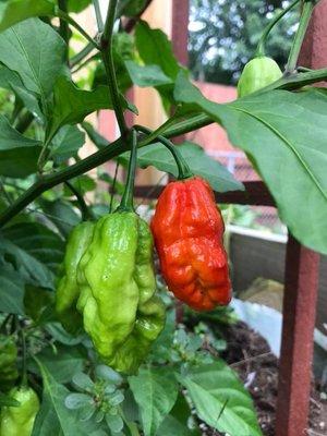 We grow our own ghost peppers for the heat in our products.