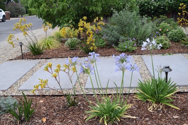 Kangaroo paws and dwarf agapanthus