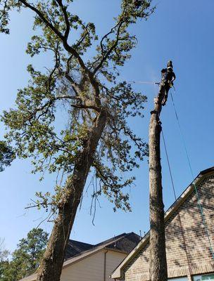 Dead oak tree over home ( removal)