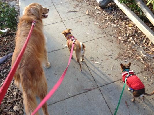 Honey Bear, Ella and Ibby taking me for a walk