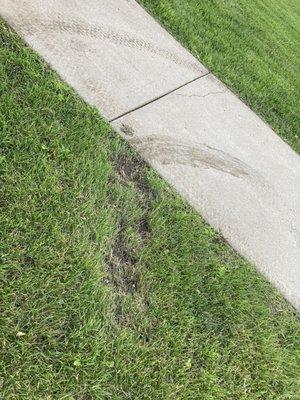 Lawn damage from mower wheels during rain.