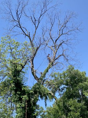 Saved my new roof from giant dead limbs