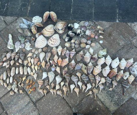 Our collection of shells.