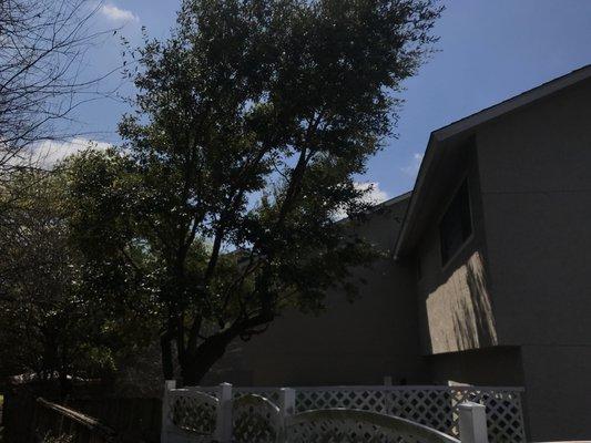 Tree work-before and after pictures.