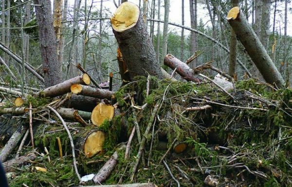 Trees that was already cut and down and left I just had to cut up and load