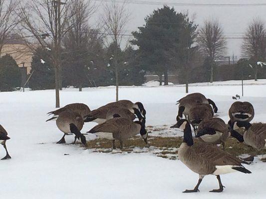 Winter Grazing