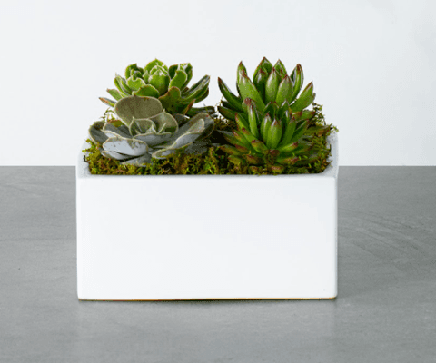 Dakota - Four succulents plants are designed in each of the four corners of this white ceramic square vase on a bed of green moss.