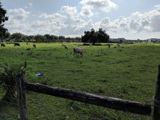 Cows at the entrance to Hunter's Ridge