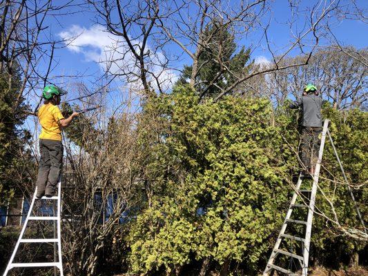 Pruning Shrubs