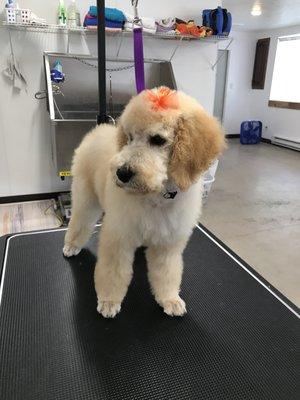 Cali 12 wk old Poodle, her first groomers visit. Amber was fantastic!