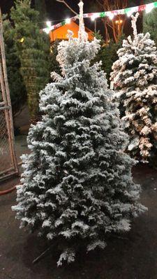 Grand fir after snow flocking (level: light)